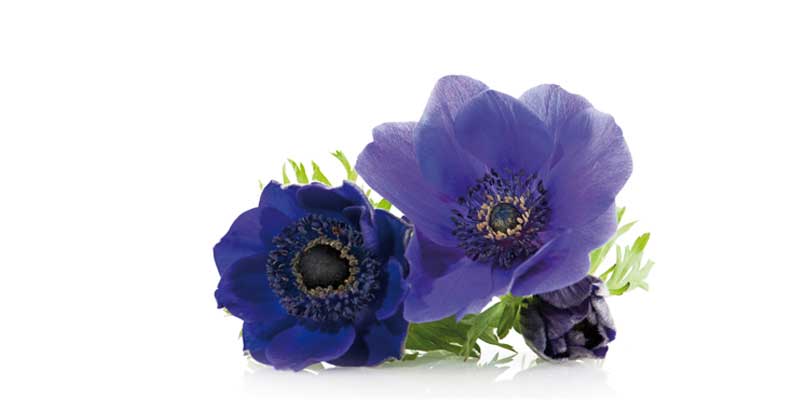 betydning af anemone ved begravelse