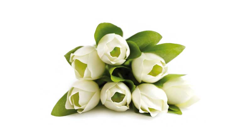 Hvid tulipan ved begravelse